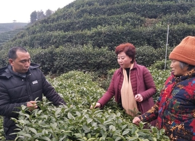 代表风采|肖冬红：发展茶产业 助力精准扶贫
