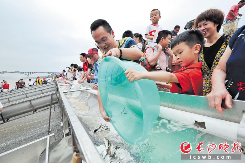 　　去年6月8日上午，湖南省大型放鱼活动在橘子洲景区战备码头举行，数百名志愿者在有关部门指导下把优质鱼种放入湘江。 　　长沙晚报全媒体记者 王志伟 摄