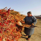 辣产业缘何“辣”么火？