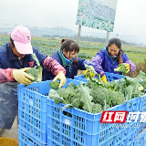 江华：蔬菜种出增收路