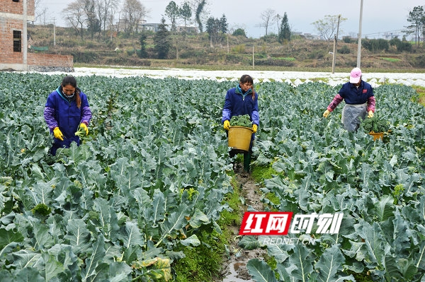 江华：蔬菜种出增收路