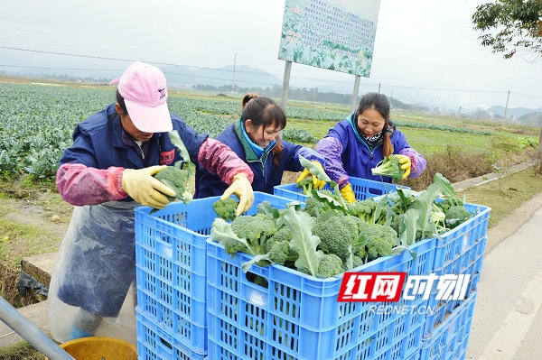 江华：蔬菜种出增收路