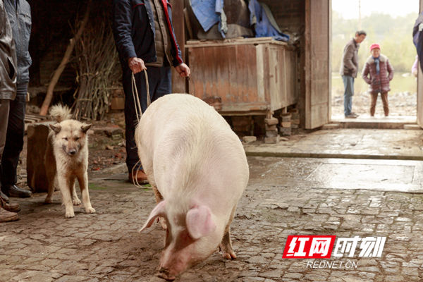这是一头“从年头养到年尾”的土猪，这种靠喂食猪草、粮食家养的土猪体型肥硕，猪毛发亮，说明这是一头非常健康的猪。