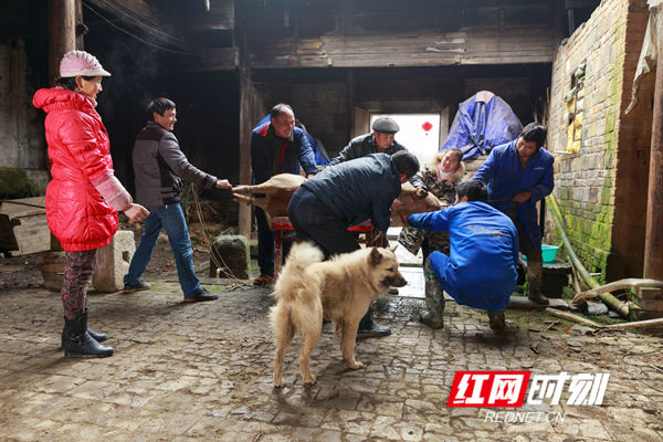 邻里和亲戚朋友都上阵，齐心协力宰杀“年猪”。杀猪是个技术活，杀口一定要选好，一刀将猪杀死，寓意诸事顺遂。