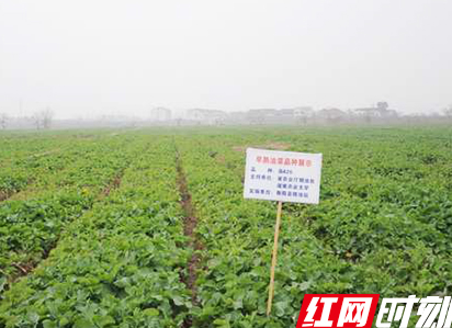 衡阳县十万亩机播油菜长势喜人