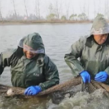 重塑洞庭生态圈（下）：护碧水