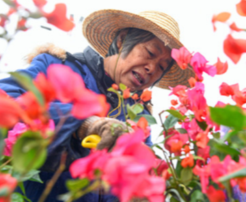 道县：打造新颖别致的花卉景观迎新春