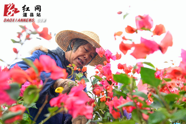 道县：打造新颖别致的花卉景观迎新春