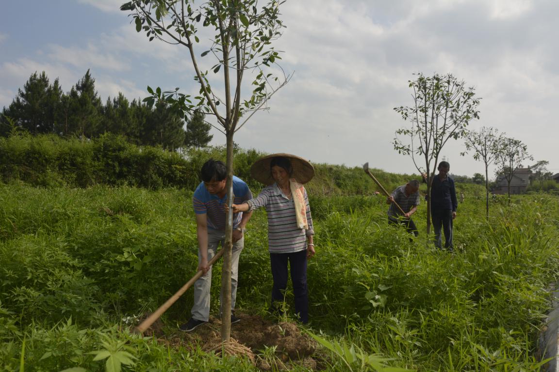 白水洞村的村民在栽种树木。