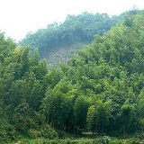 湘西州召开全州林业科技座谈会