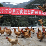 汀汀公益定向扶贫 助力山区人民致富