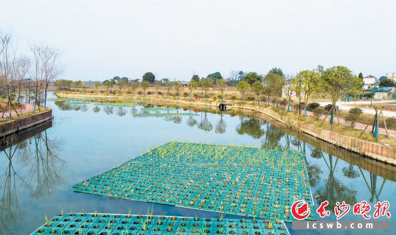 　　大托新村新港湾湖港子河的下游，经过生态治理，河流清澈见底，郁郁葱葱的植被在水中形成倒影，清晰可见。均为邹麟 摄