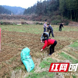 桃花江镇：贫困村新年“播种”新希望