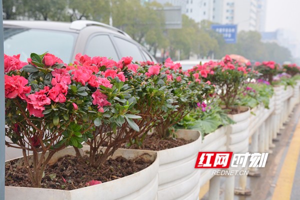永州中心城区防护带换上了新花迎接春节。
