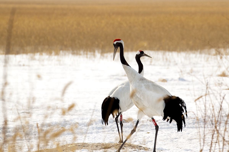 timg (7).jpg timg (7).jpg