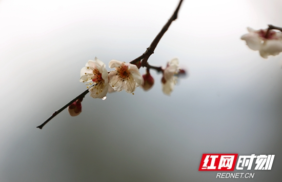  张家界黄石寨梅香迎春来