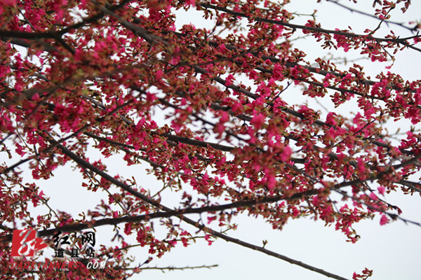 1月31日，位于道县蚣坝镇兴桥村樱花庄园内的樱花盛开，樱花在光线的映衬下，如点点繁星，花影满树，美不胜收。