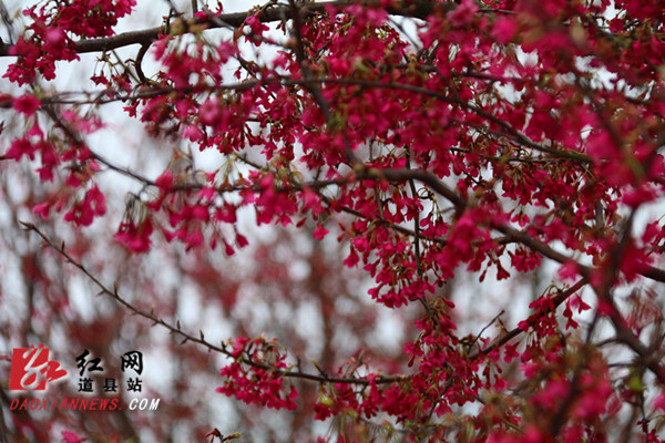 1月31日，位于道县蚣坝镇兴桥村樱花庄园内的樱花盛开，樱花在光线的映衬下，如点点繁星，花影满树，美不胜收。