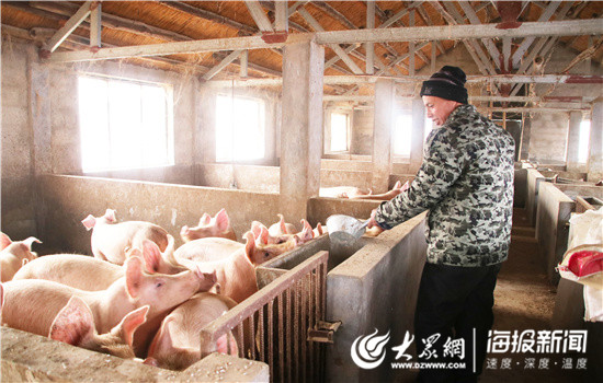 孔明正在给猪喂食饲料 孔明正在给猪喂食饲料