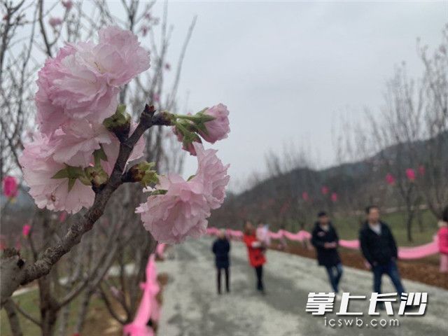 长沙晚报记者 小刘军 摄