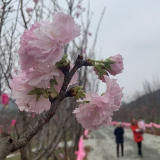 春节去哪里？长沙光明大观园樱花节美到心醉！