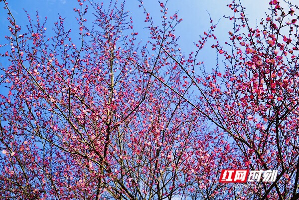 红网时刻怀化2月3日讯（记者  刘顿）2月2日，及至除夕，湖南省洪江市黔城镇茶溪村村民施承松家门口的腊梅满树玫粉，或开或闭的花骨朵映衬得青瓦木屋都喜庆了许多，“花开过年，好兆头！”