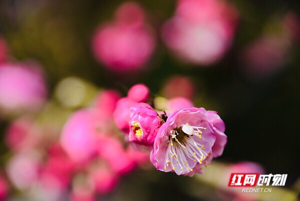 红网时刻怀化2月3日讯（记者  刘顿）2月2日，及至除夕，湖南省洪江市黔城镇茶溪村村民施承松家门口的腊梅满树玫粉，或开或闭的花骨朵映衬得青瓦木屋都喜庆了许多，“花开过年，好兆头！”