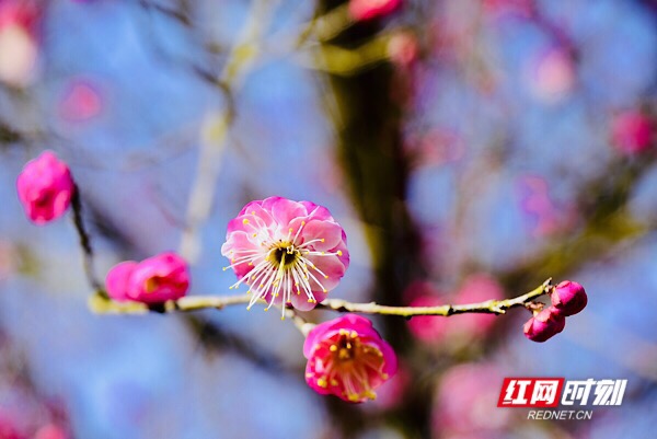 红网时刻怀化2月3日讯（记者  刘顿）2月2日，及至除夕，湖南省洪江市黔城镇茶溪村村民施承松家门口的腊梅满树玫粉，或开或闭的花骨朵映衬得青瓦木屋都喜庆了许多，“花开过年，好兆头！”