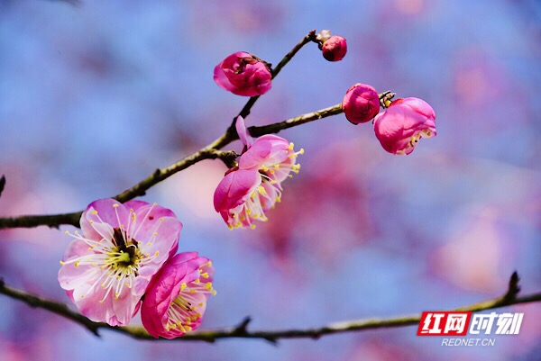 红网时刻怀化2月3日讯（记者  刘顿）2月2日，及至除夕，湖南省洪江市黔城镇茶溪村村民施承松家门口的腊梅满树玫粉，或开或闭的花骨朵映衬得青瓦木屋都喜庆了许多，“花开过年，好兆头！”