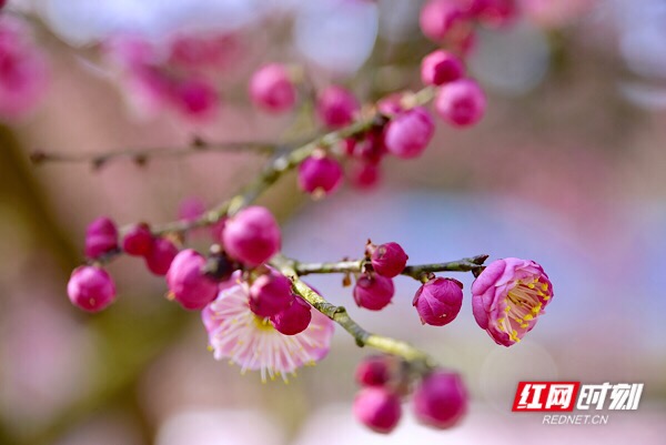 及至除夕,湖南省洪江市黔城镇茶溪村村民施承松家门口的腊梅满树玫粉