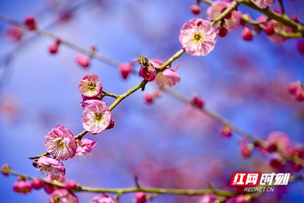 红网时刻怀化2月3日讯（记者  刘顿）2月2日，及至除夕，湖南省洪江市黔城镇茶溪村村民施承松家门口的腊梅满树玫粉，或开或闭的花骨朵映衬得青瓦木屋都喜庆了许多，“花开过年，好兆头！”