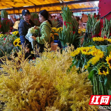 冷水滩：花卉市场鲜花受热捧 年味扑面来