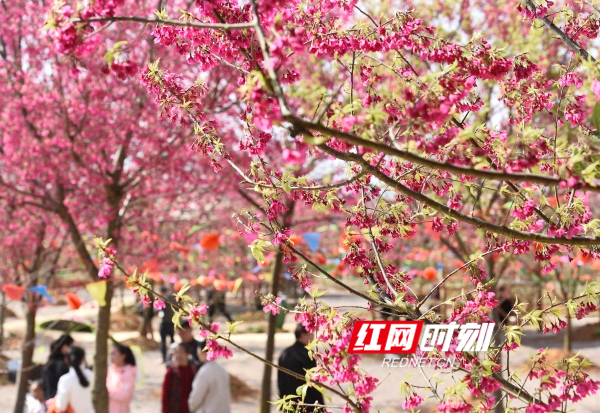 道县：“中国红”樱花竞相绽放，繁花似锦