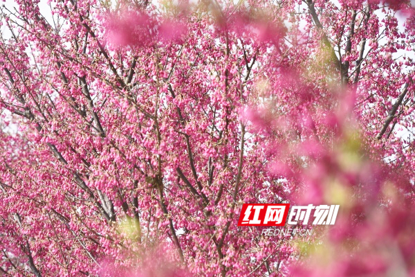 道县：“中国红”樱花竞相绽放，繁花似锦