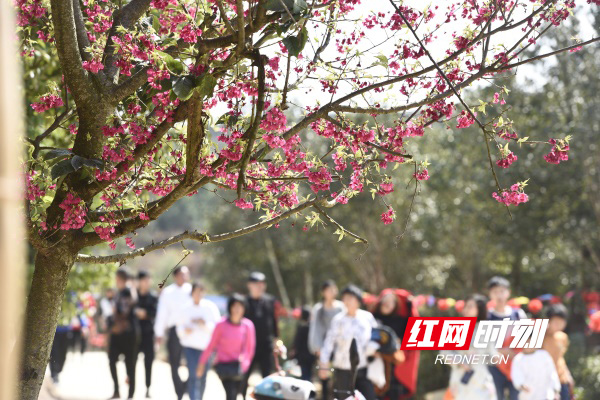 道县：春节假日前四天，景区共接待游客18.2万人次