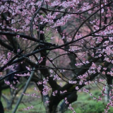 梅花茶花报春来！2月来湖南省森林植物园玩点新花样