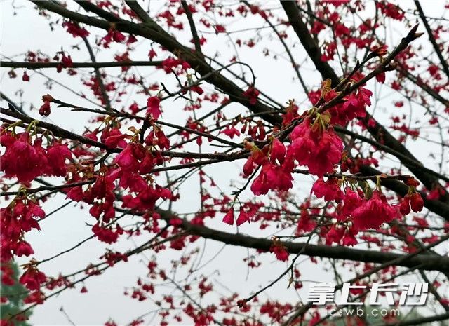 长沙园林生态园内的吊钟樱花在春寒料峭中，绽放出了美丽的花朵，为长沙城增添一片亮丽色彩。长沙晚报全媒体记者 周柏平 通讯员 夏艳玲 摄影报道