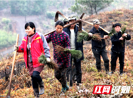 隆回：千把锄头闹春造  完成春季造林1.8万亩