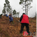 东安：春寒难掩造林热