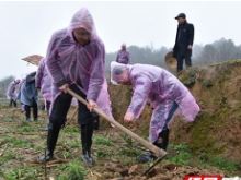 双峰县委组织部开展义务植树主题党日活动