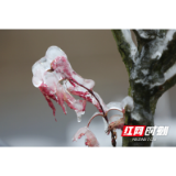 张家界武陵源:凝冻下的植物晶莹剔透