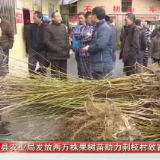 隆回县农业局发放两万株果树苗助力荆枝村致富