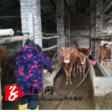 冷水滩区花桥街镇：扶贫产业“好路子” 助力拔除“穷根子”