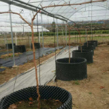 冷水滩：人勤春来早 新品种葡萄嫁接忙