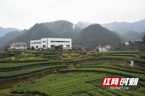 吉首市马颈坳镇隘口村示范茶园.