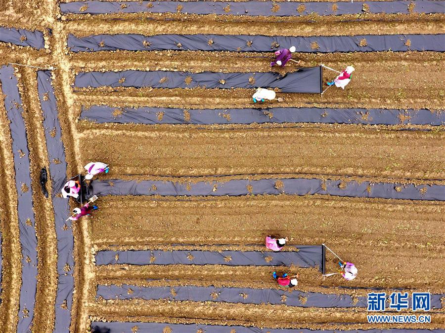 2月20日，在贵州省黔东南苗族侗族自治州榕江县忠诚镇安乐村，村民在田间覆盖地膜（无人机拍摄）。 新华社发（王炳真 摄）