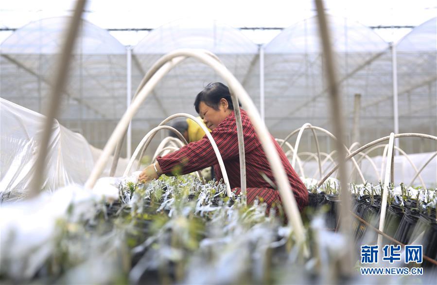 2月20日，在重庆北碚区澄江镇一家花果苗木公司的苗木基地，村民在为苗木除草。  新华社发（秦廷富 摄）