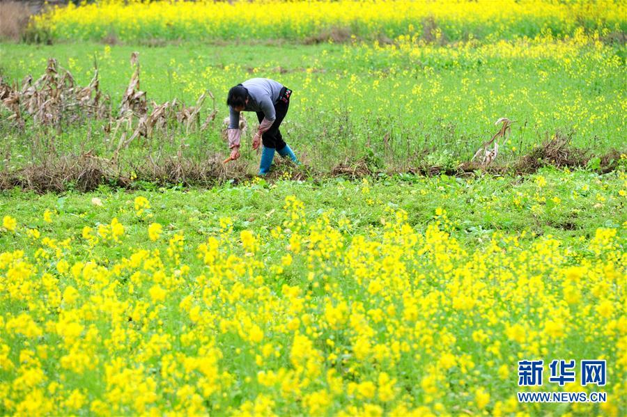 2月20日，广西河池市罗城仫佬族自治县四把镇大新村村民在田间劳作。  新华社发（吴耀荣 摄）