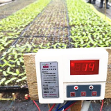 长沙连续低温阴雨 蔬菜基地减产 农技专家支招