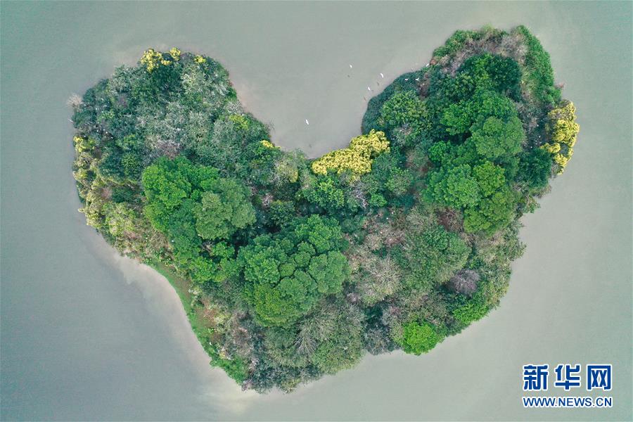 这是福建省漳州市碧湖生态园内的一处生态小岛，岛上鸟类繁多（2月21日无人机拍摄）。 近日，福建省漳州市碧湖生态园内鸟语花香，春意盎然。 新华社记者 姜克红 摄
